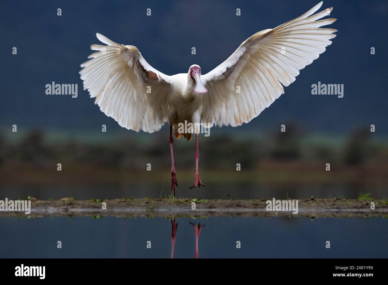 Afro-Spoonbill (Platalea alba), réserve de gibier de Zimanga, KwaZulu-Natal, Afrique du Sud Banque D'Images