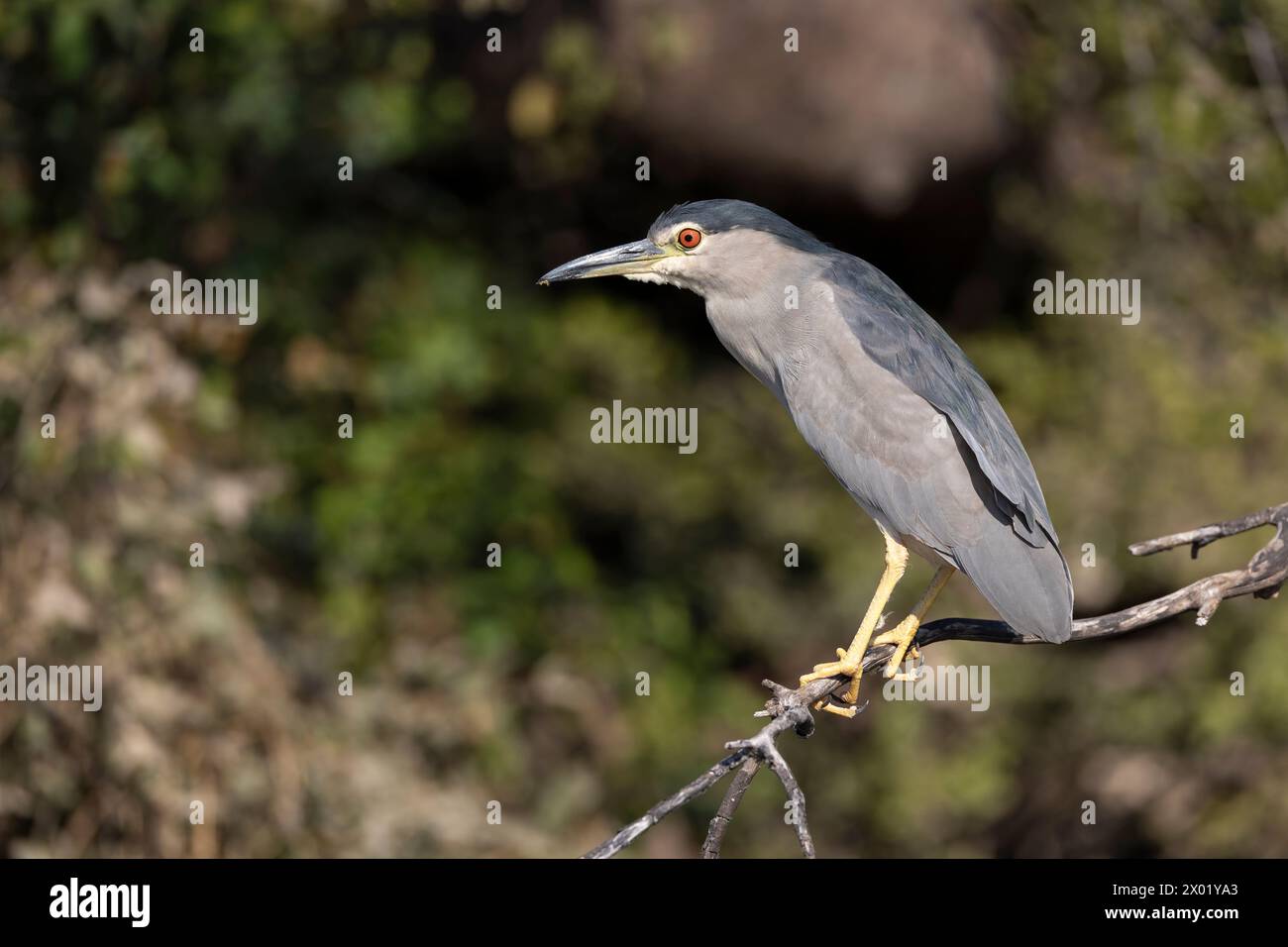 Héron noir couronné de nuit (Nycticorax nycticorax), parc national de Chobe, Botswana Banque D'Images