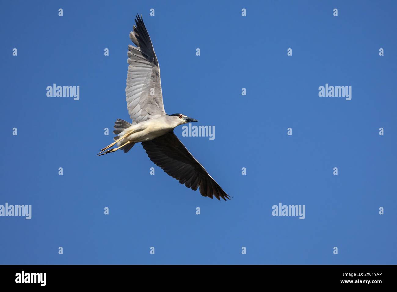 Héron de nuit couronné noir (Nycticorax nycticorax), parc national de Chobe, Botswana Banque D'Images