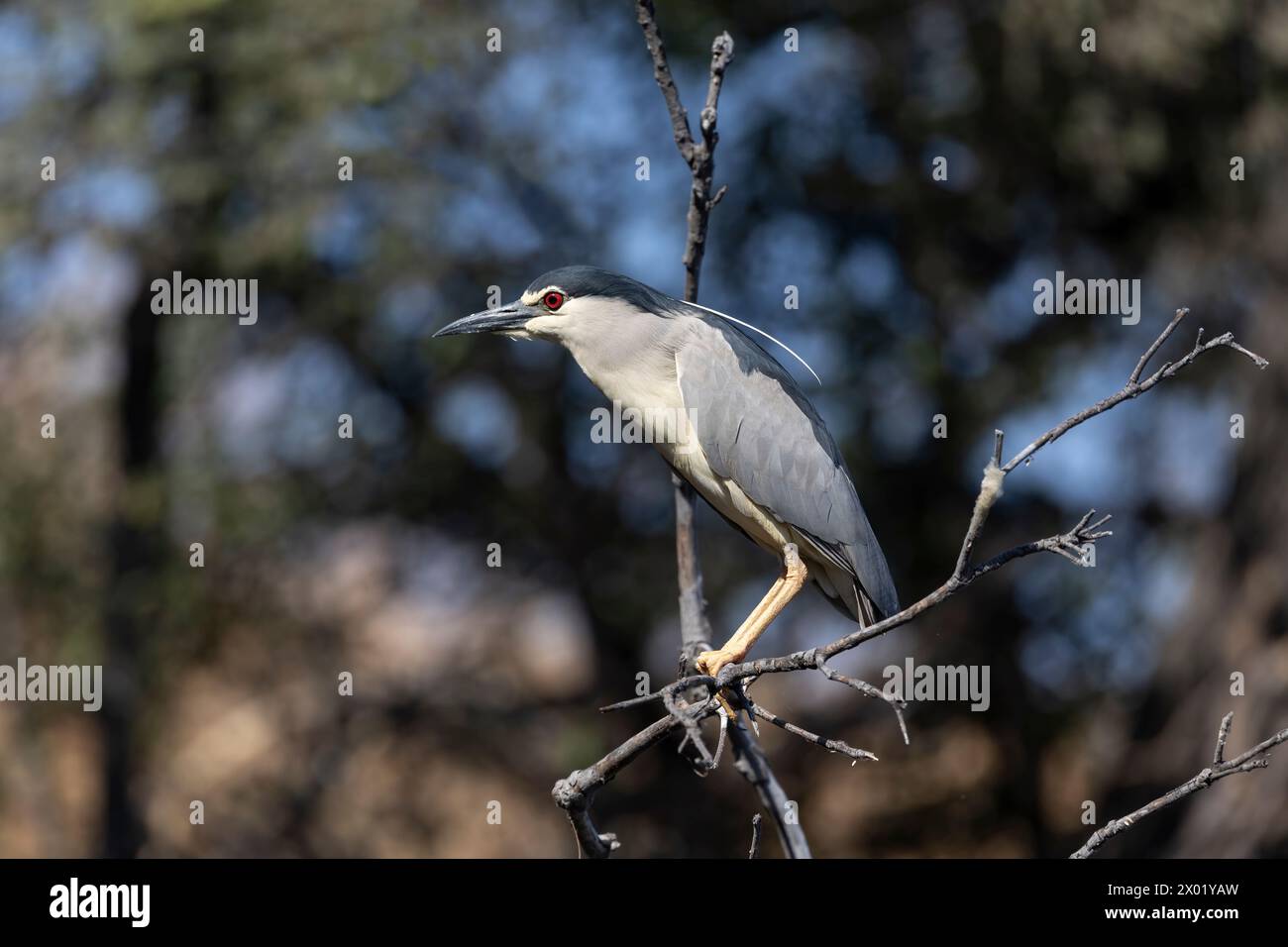 Héron de nuit couronné noir (Nycticorax nycticorax), parc national de Chobe, Botswana Banque D'Images