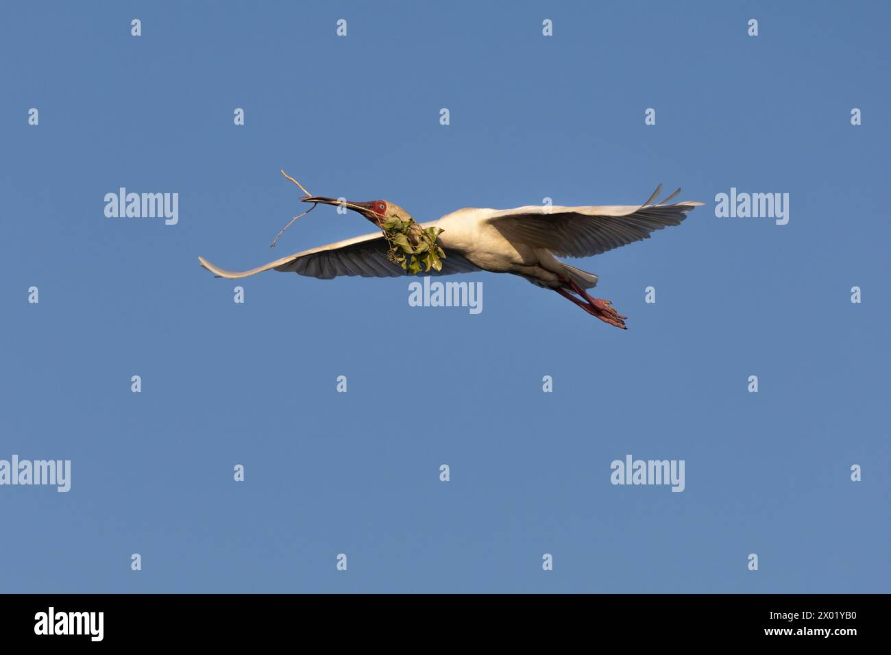 Cuillère africaine (Platalea alba) transportant du matériel de nidification, parc national de Chobe, Botswana Banque D'Images
