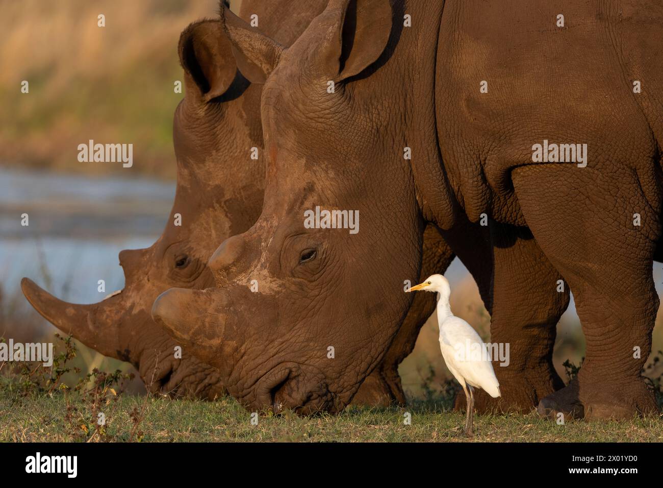 Aigrette de bétail de l'Ouest (Bubulcus ibis) buvant autour des rhinocéros, réserve de gibier de Zimanga, Afrique du Sud Banque D'Images