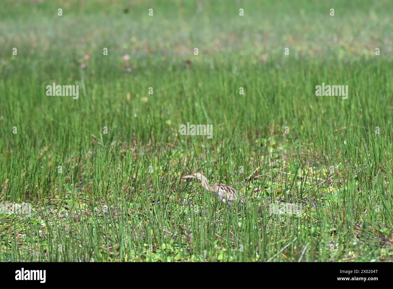 Oiseaux du Costa Rica : proie de traçage de l'amère pinnée (Botaurus pinnatus) dans les marais Banque D'Images