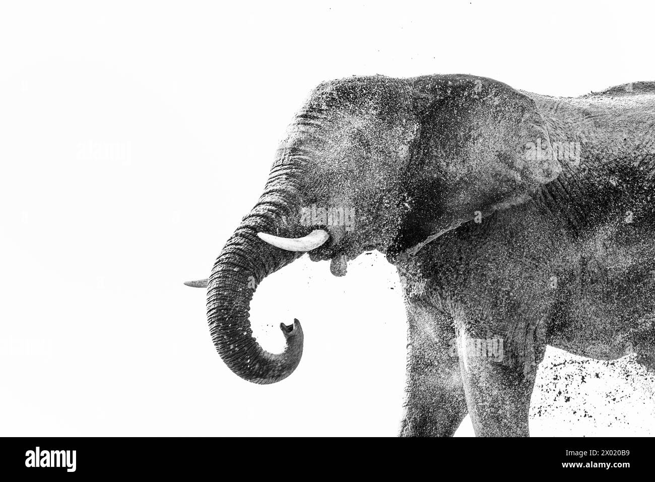 Poudrage d'éléphant (Loxodonta africana), parc national de Chobe, Botswana Banque D'Images