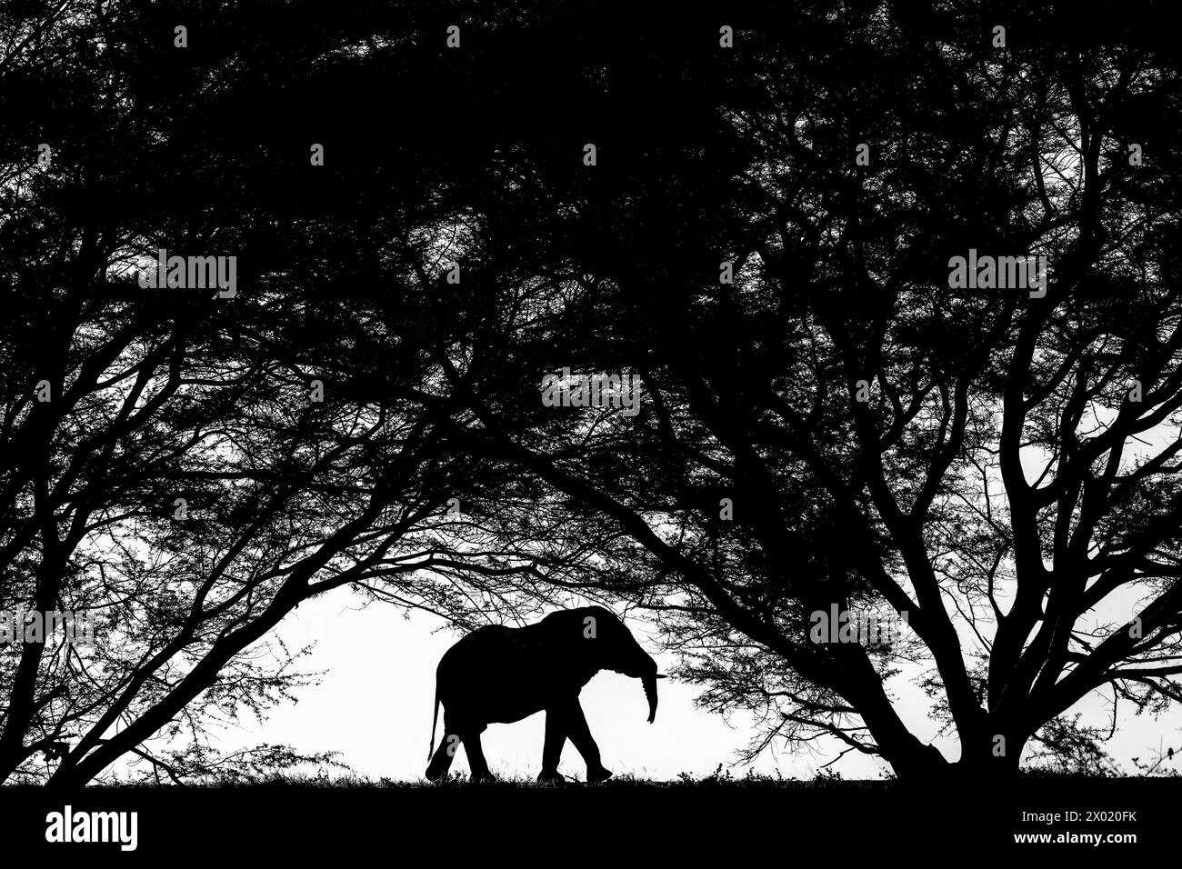 Éléphant (Loxodonta africana) Bull, réserve privée de Zimanga, Afrique du Sud Banque D'Images