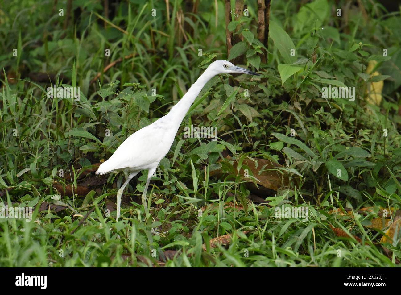 Oiseaux du Costa Rica : petit Héron bleu (Egretta caerulea) ; les oiseaux adultes sont foncés, les juvéniles blancs avec des taches gris foncé Banque D'Images