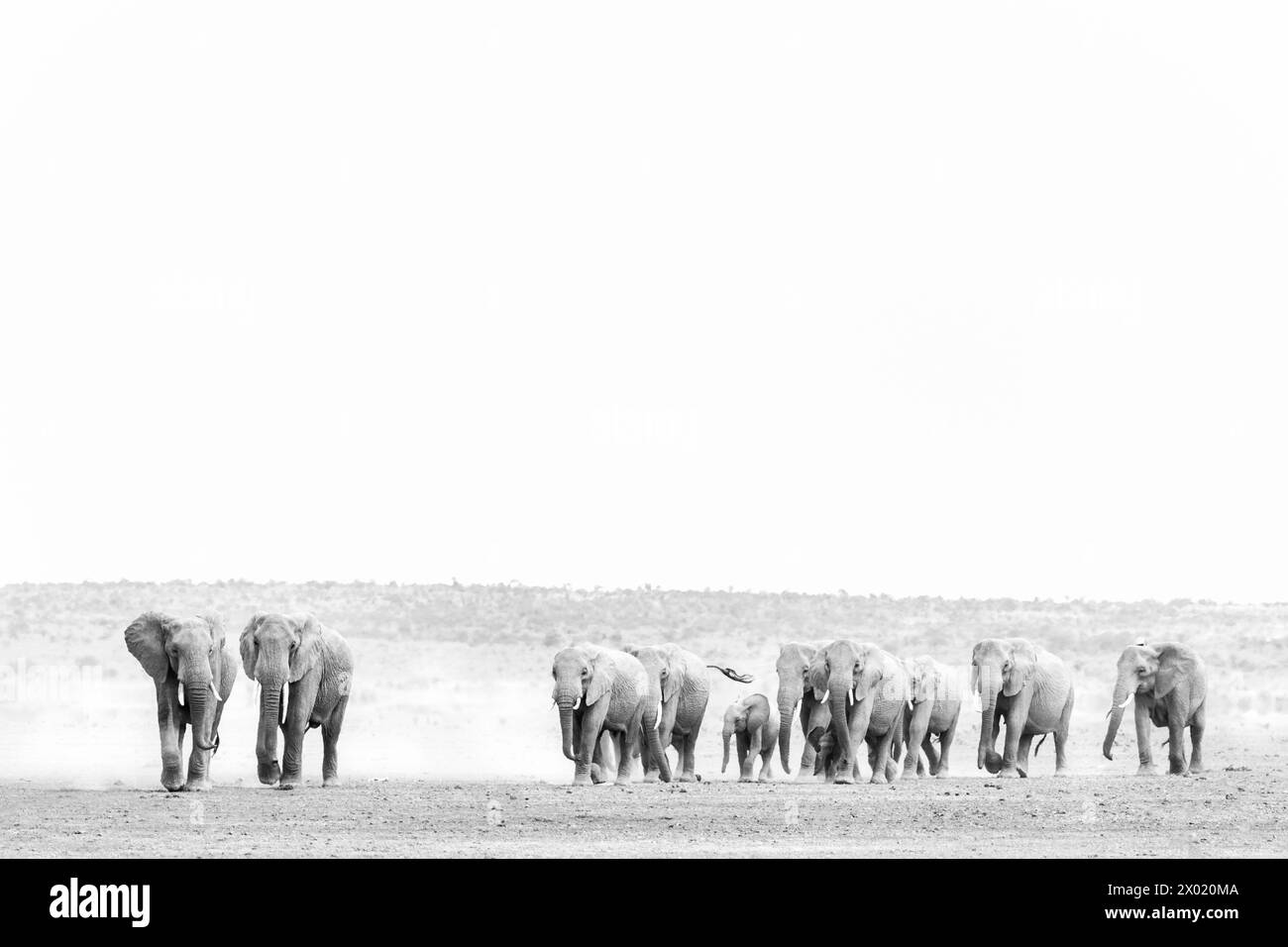 Éléphants (Loxodonta africana), parc national d'Amboseli, Kenya Banque D'Images