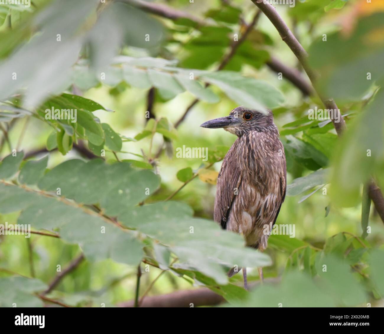 Oiseaux du Costa Rica : Heron de nuit jaune-couronné immature (Nycatanassa violacea) Banque D'Images