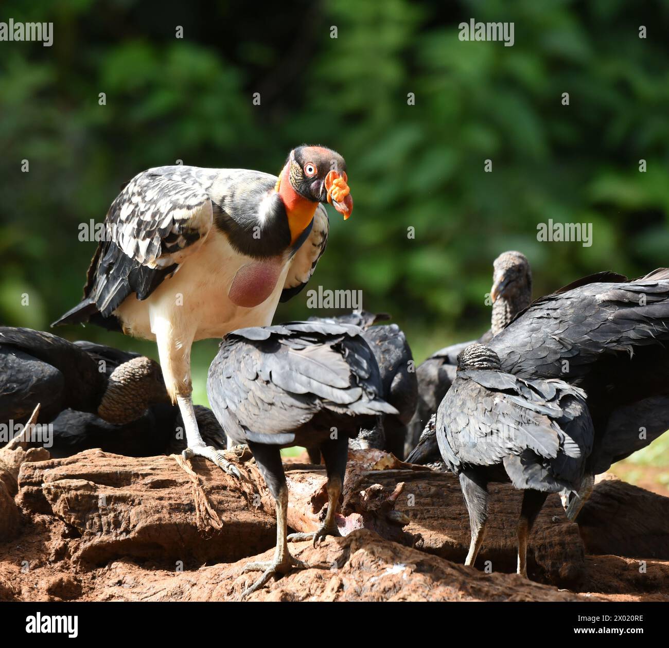 Oiseaux du Costa Rica : le roi Vulture (Sarcoramphus papa) Banque D'Images