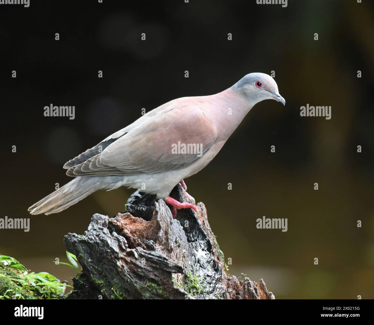 Oiseaux du Costa Rica : Pigeon pâle (Patagioenas cayennensis) Banque D'Images