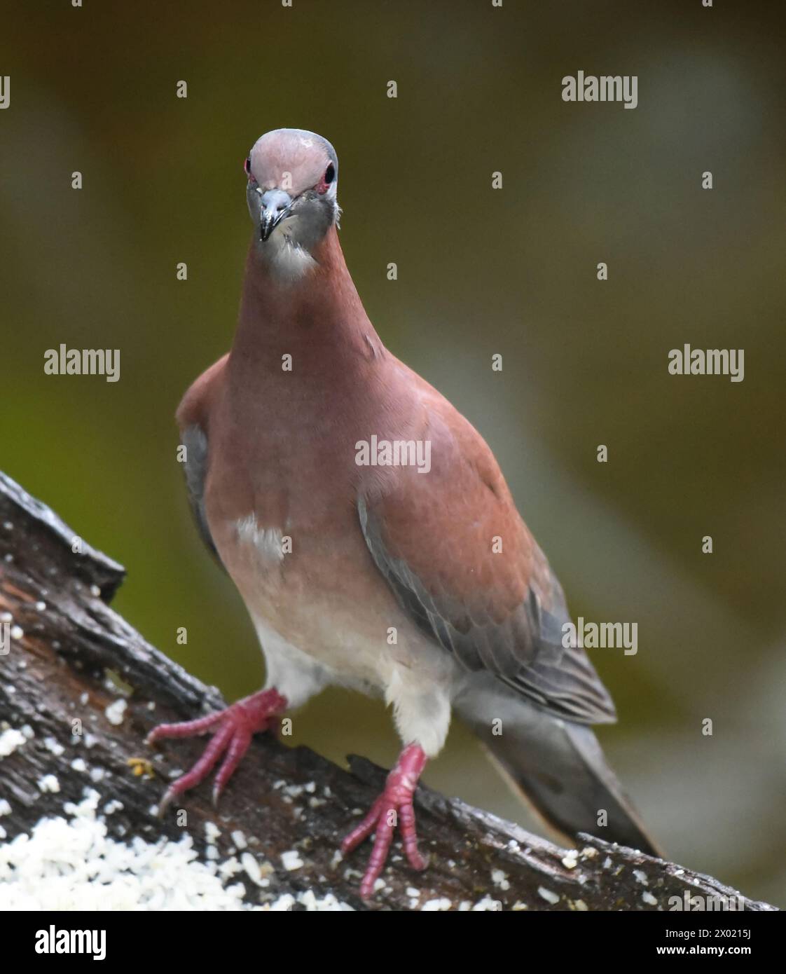 Oiseaux du Costa Rica : Pigeon pâle (Patagioenas cayennensis) Banque D'Images