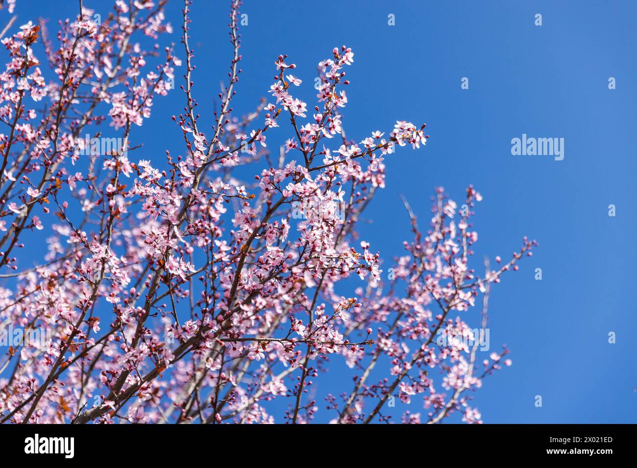 La prune de cerise en fleurs est sous un ciel bleu clair. Fleurs de Prunus cerasifera Banque D'Images