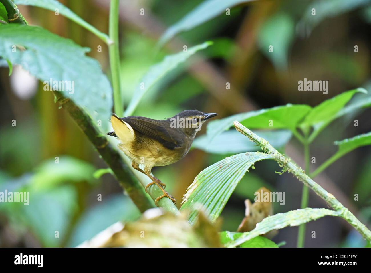 Oiseaux du Costa Rica : Russet Antshrike (Thamnistes anabatinus) Banque D'Images