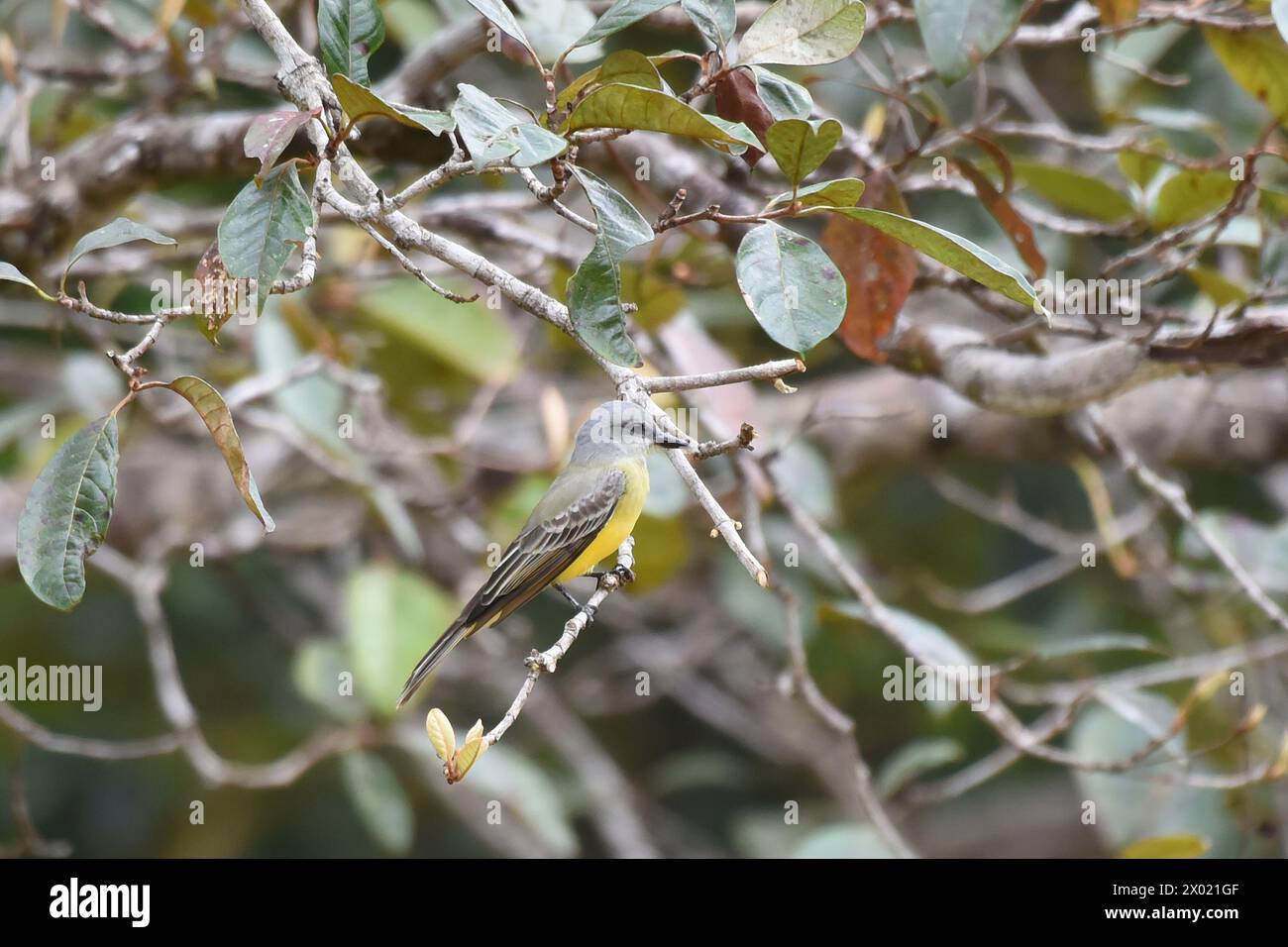 Oiseaux du Costa Rica : Kingbird tropical (Tyrannus melancholicus) Banque D'Images