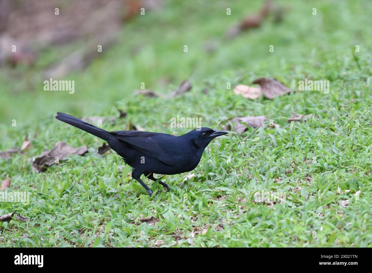 Oiseaux du Costa Rica : Blackbird mélodieux (plongées) Banque D'Images