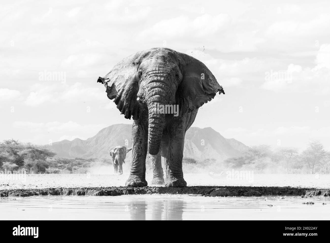 Éléphant (Loxodonta africana) taureau, Shompole, Kenya Banque D'Images
