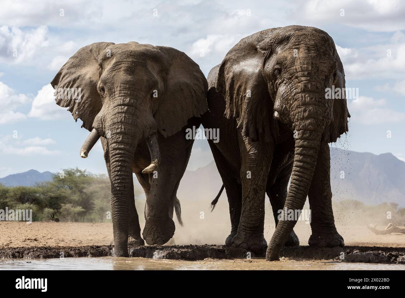 Éléphant (Loxodonta africana) taureaux, Shompole, Kenya Banque D'Images