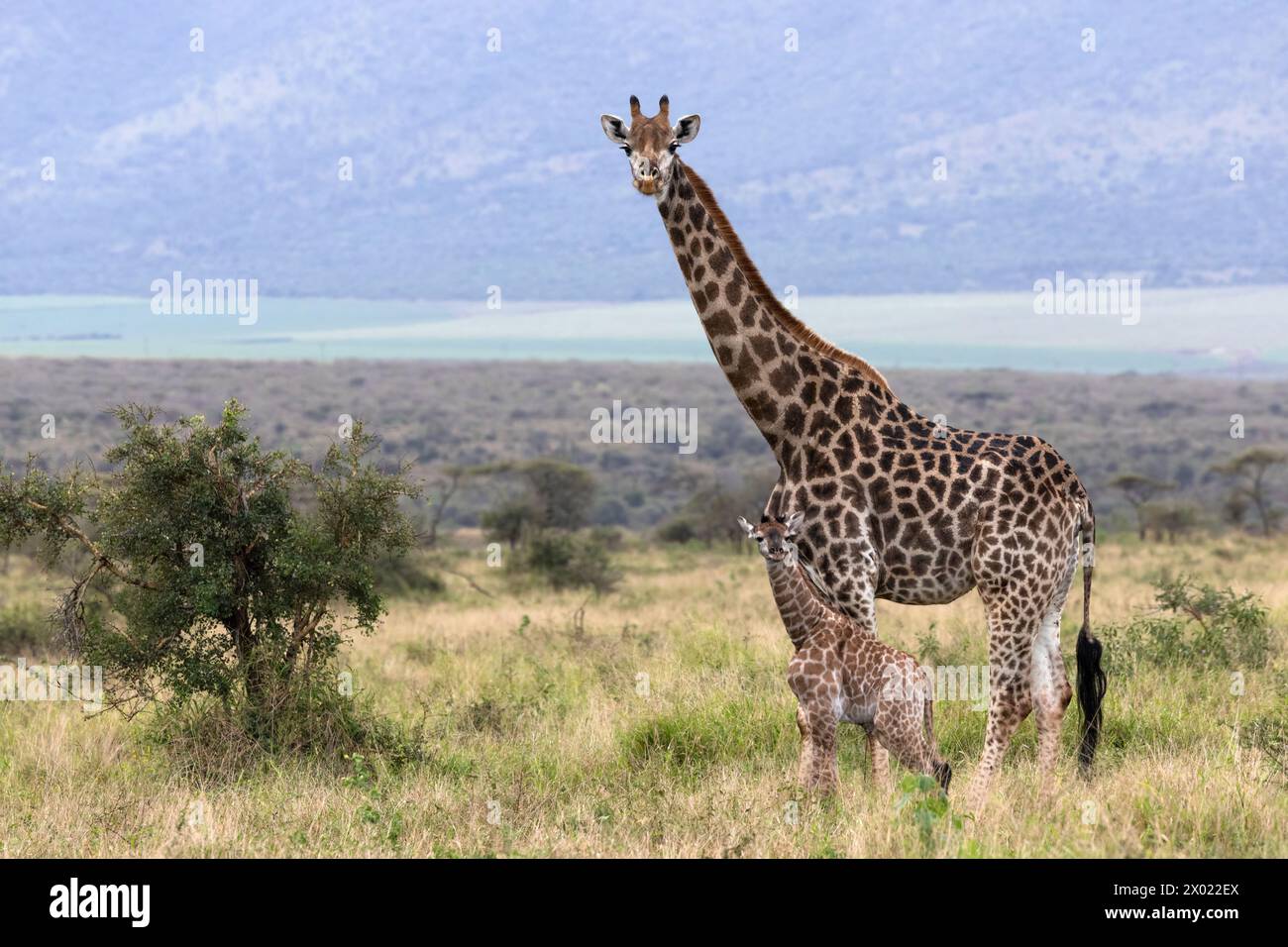 Girafe (Giraffa camelopardalis) avec veau nouveau-né, réserve de gibier Zimanga, Afrique du Sud Banque D'Images