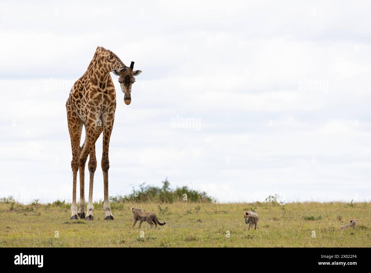Girafe (Giraffa camelopardalis) regardant le guépard, Masai Mara, Kenya Banque D'Images