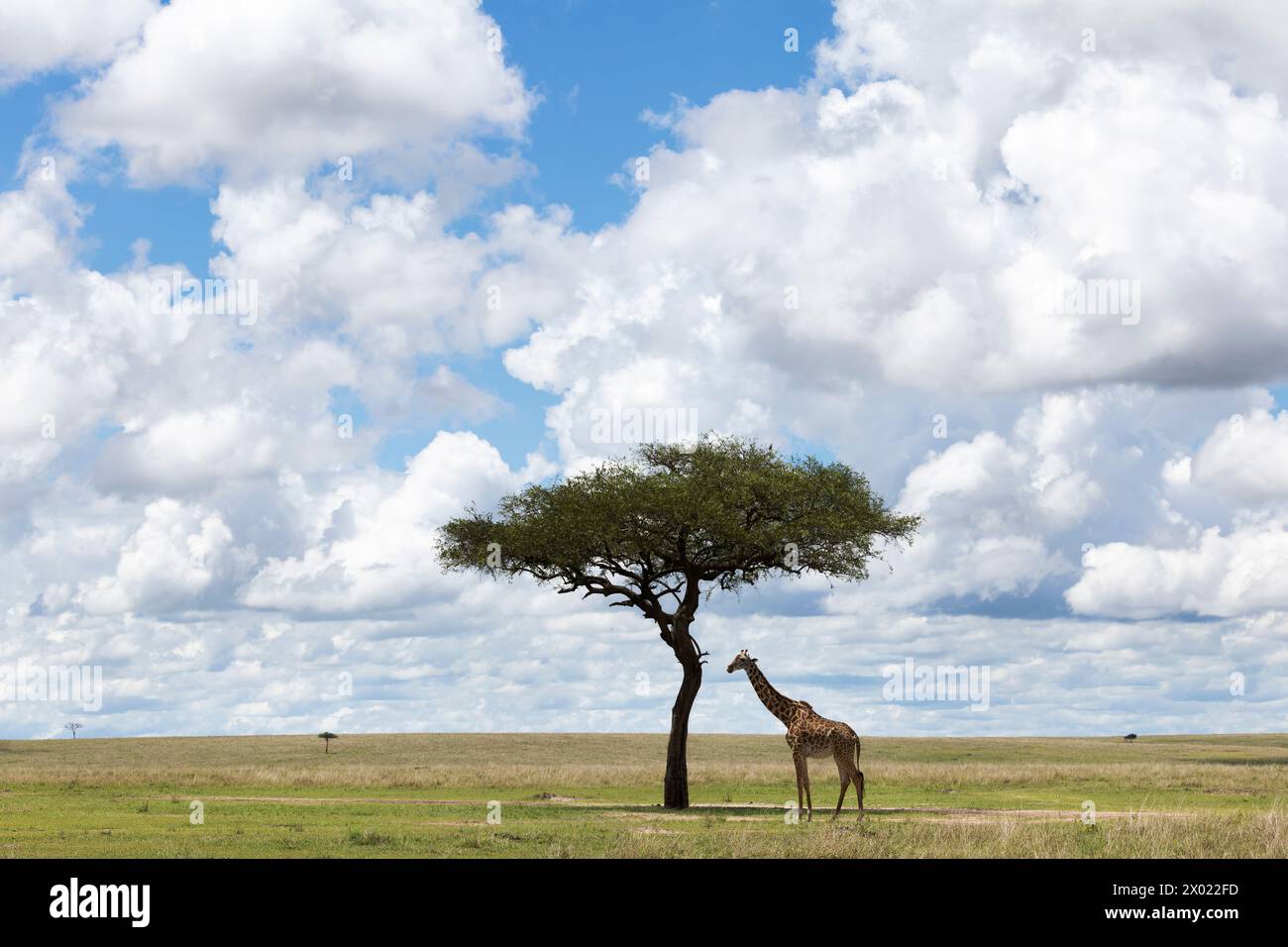 Girafe (Giraffa camelopardalis), Masai Mara, Kenya Banque D'Images