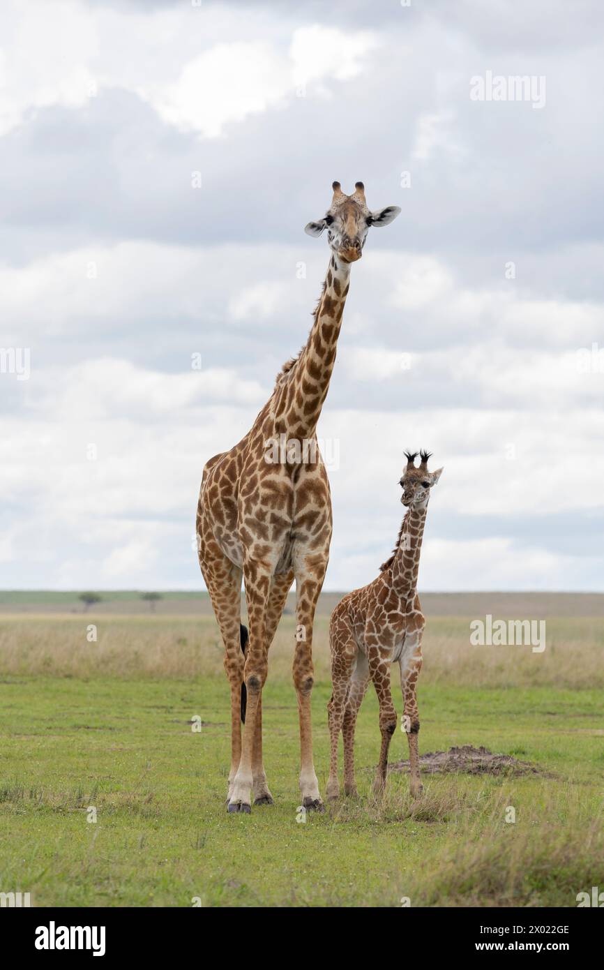 Girafe (Giraffa camelopardalis) avec veau, Masai Mara, Kenya Banque D'Images
