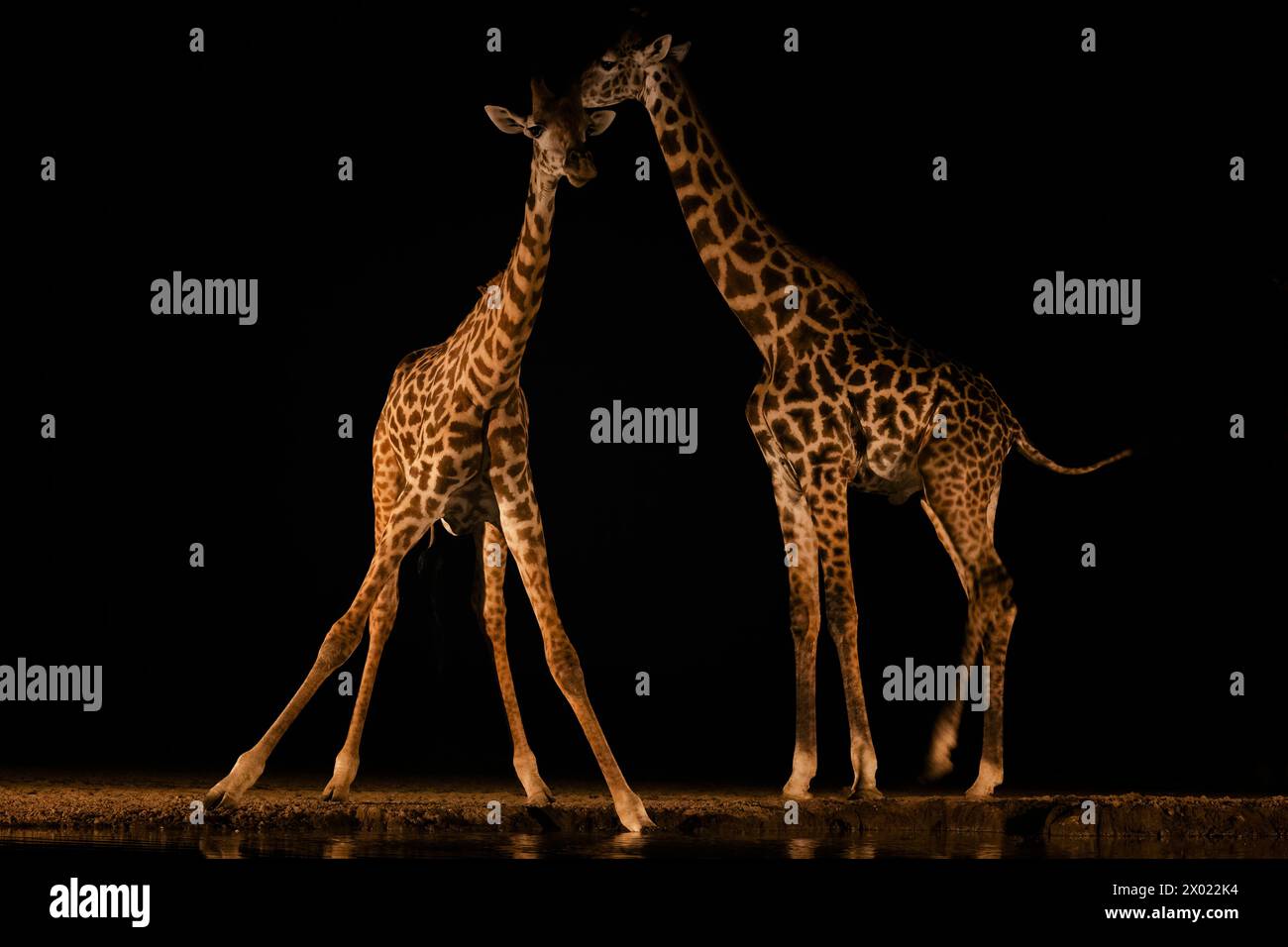 Girafes (Giraffa camelopardalis) dans l'eau la nuit, Shompole, Kenya Banque D'Images