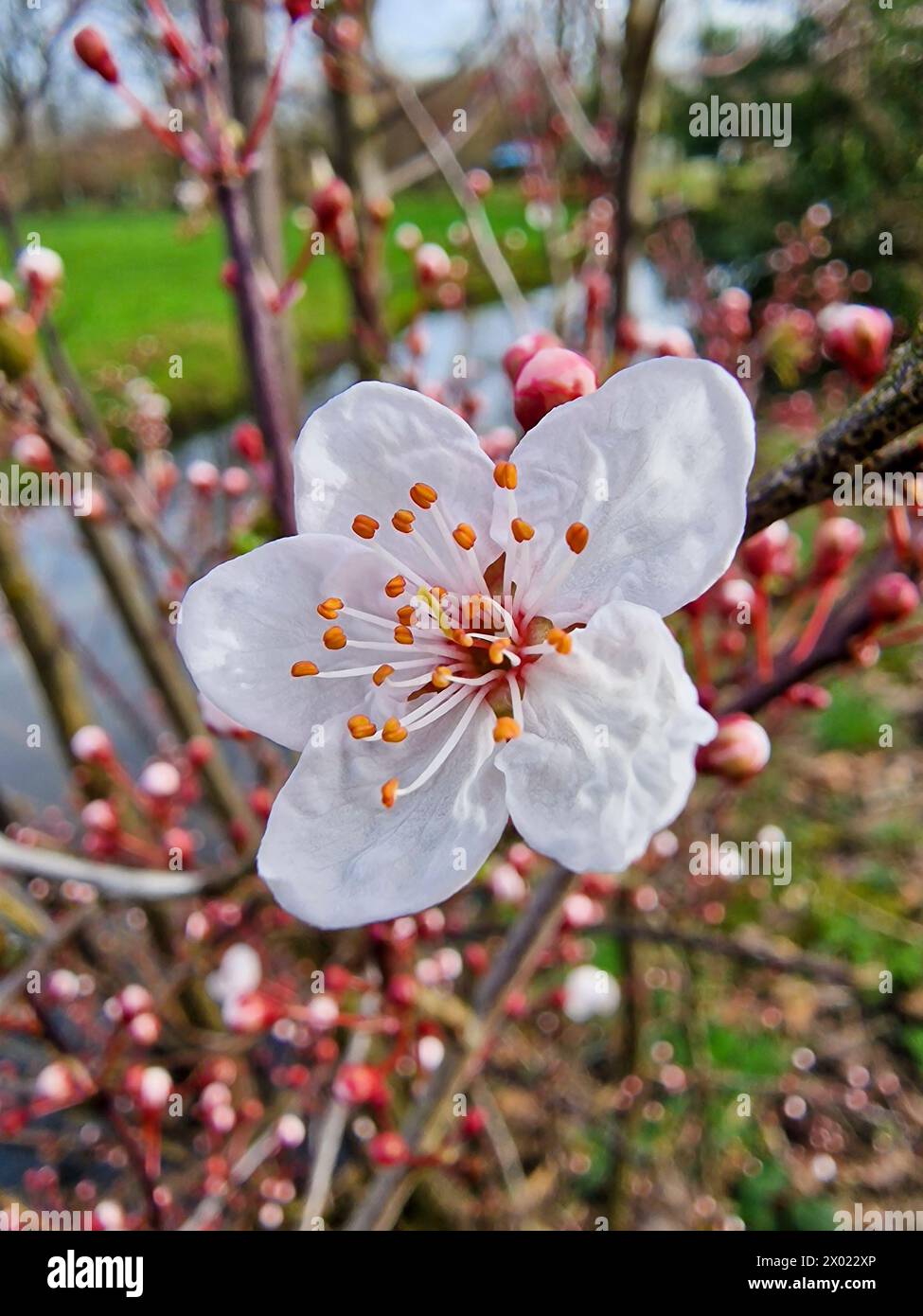 Fleur de Prunus Banque D'Images