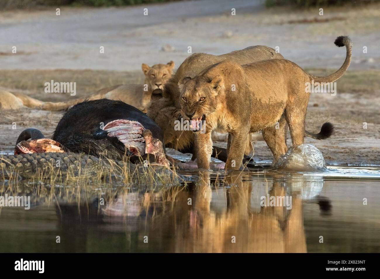 Lion (Panthera leo) sur le bison tuer chassant le crocodile loin, parc national de Chobe, Botswana Banque D'Images