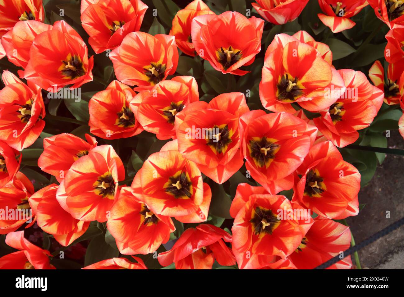 Lisse Blumenhof Keukenhof , Pflanzenpracht, Tulpen, Niederlande, 07.04.