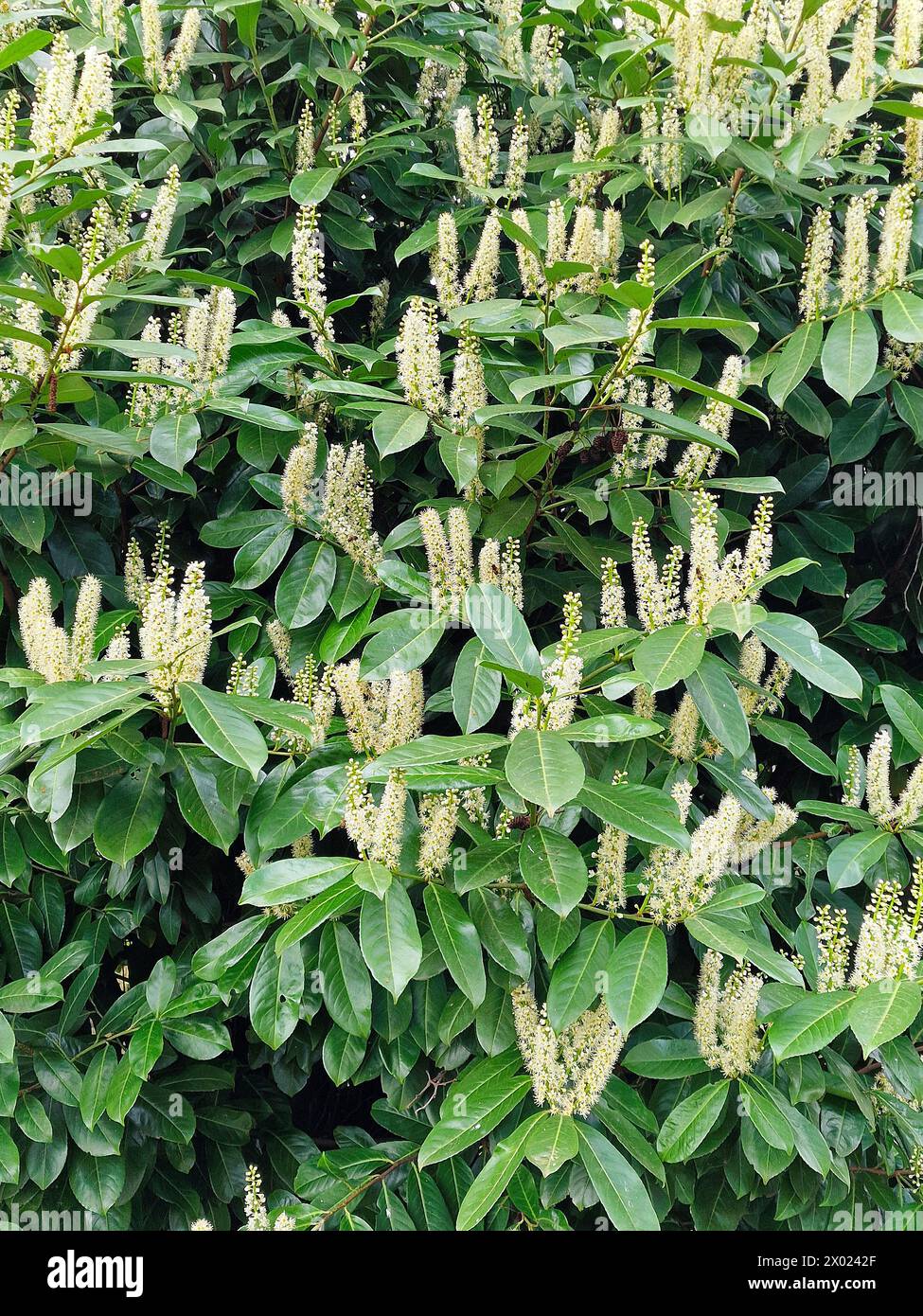 Laurel Flowering cherry (Prunus laurocerasus) Banque D'Images