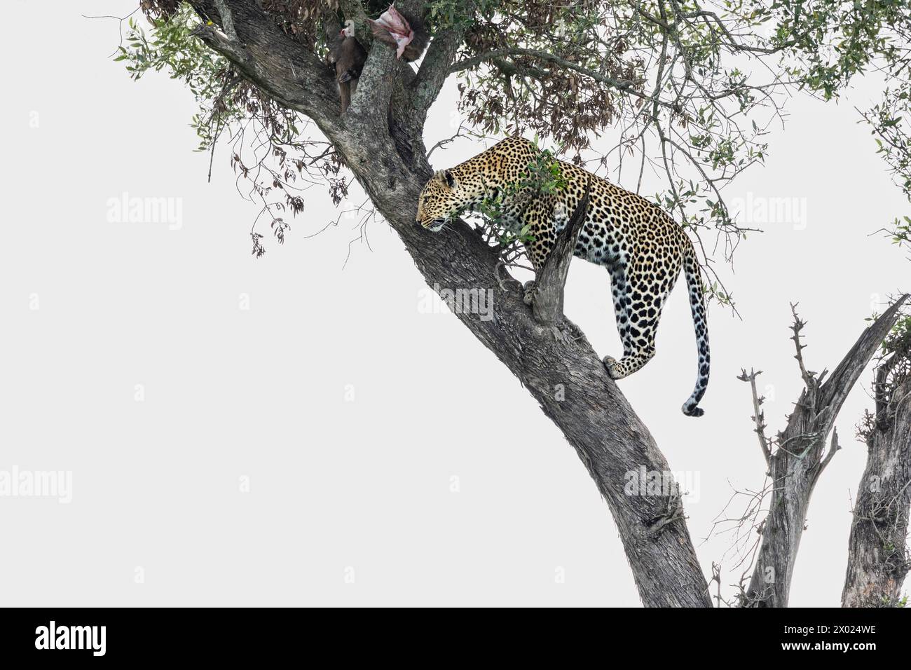 Leopard (Panthera pardus), Masai Mara, Kenya Banque D'Images