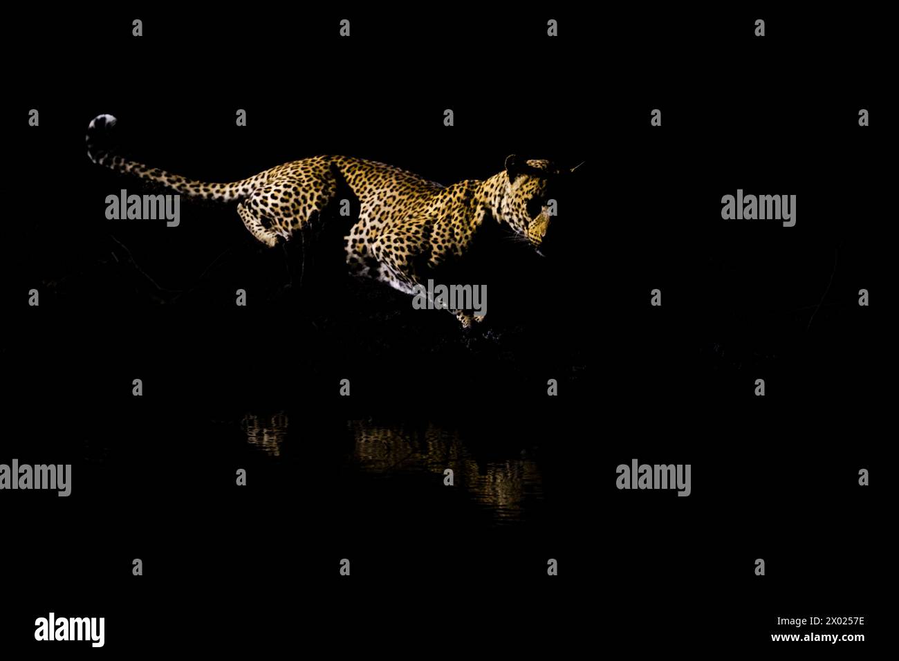 Leopard (Panthera pardus), réserve de gibier de Mechatu, Botswana Banque D'Images