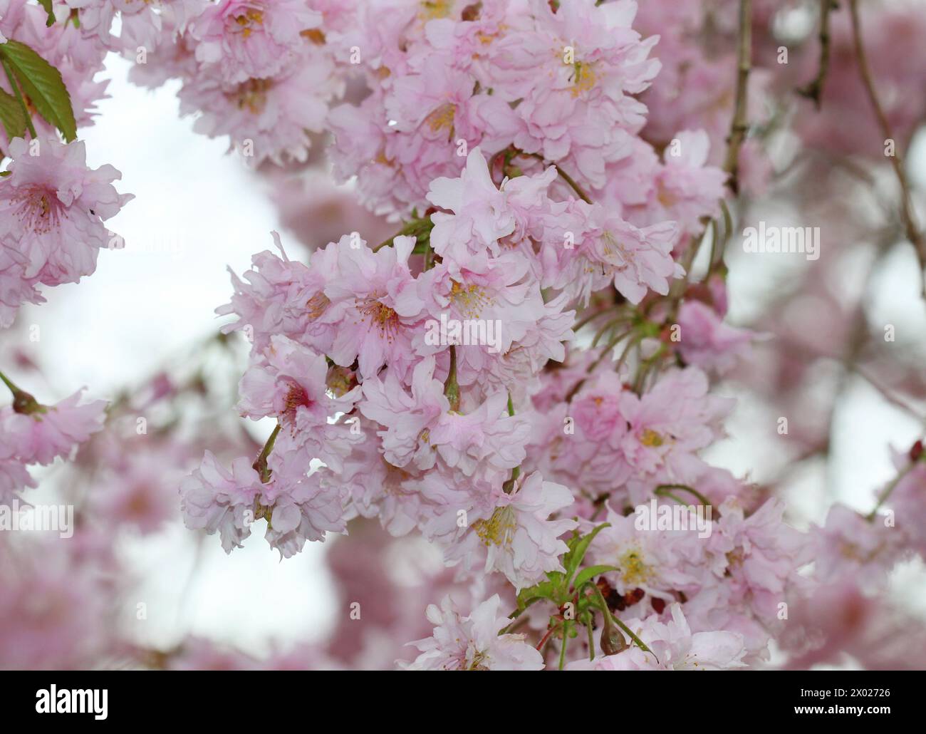 Un gros plan de la belle fleur rose de Prunus incisa 'Oshidori' au printemps Banque D'Images