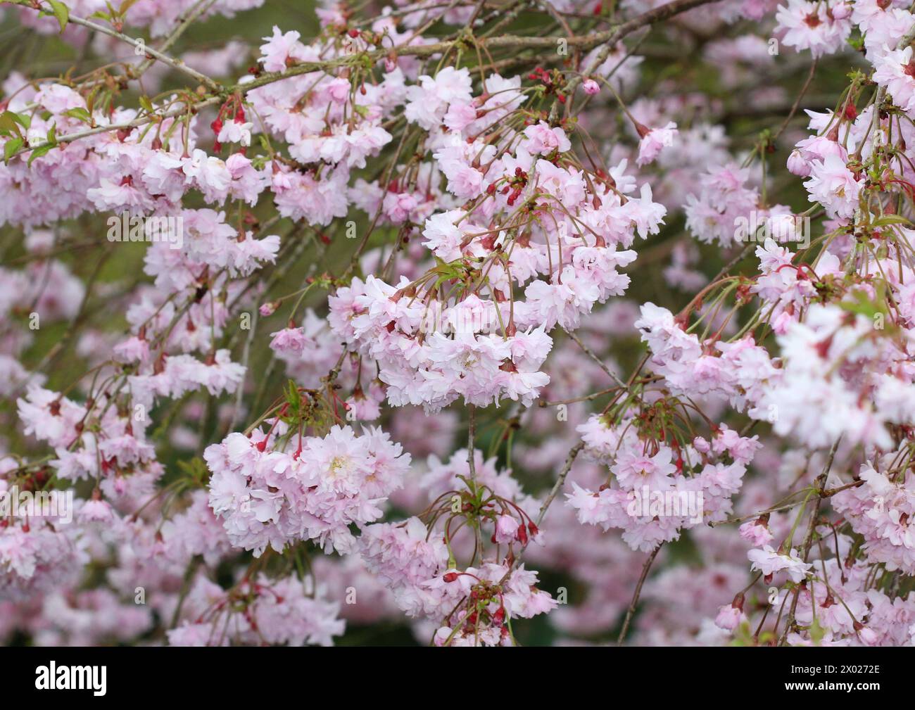 Un gros plan de la belle fleur rose de Prunus incisa 'Oshidori' au printemps Banque D'Images