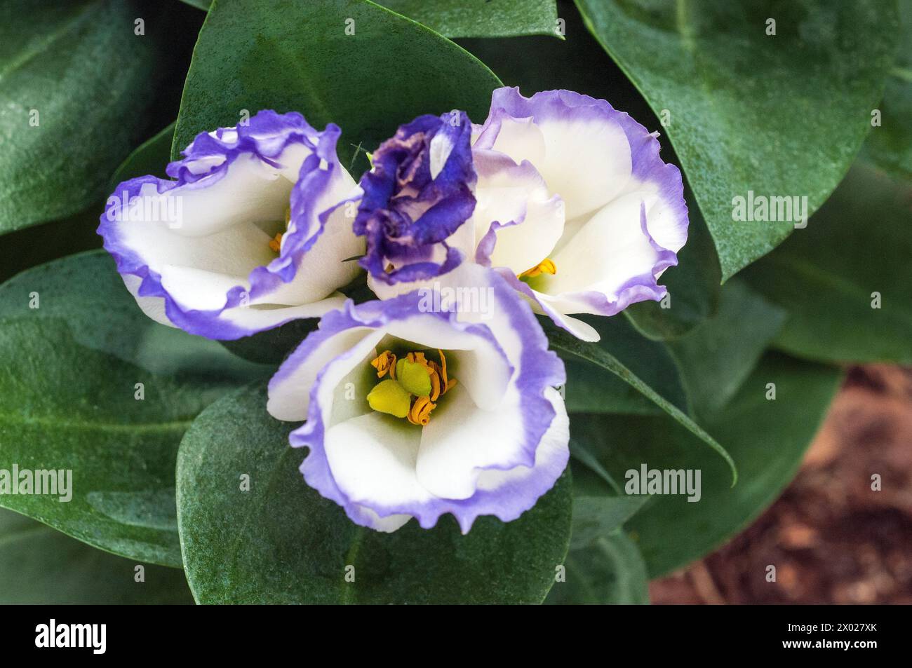 Gros plan d'un violet et blanc Eustoma Grandiflorum lisianthus également Texas Bluebell Prairie Gentian Japanese Rose Frost Tender annuelle à l'intérieur vivaces Banque D'Images