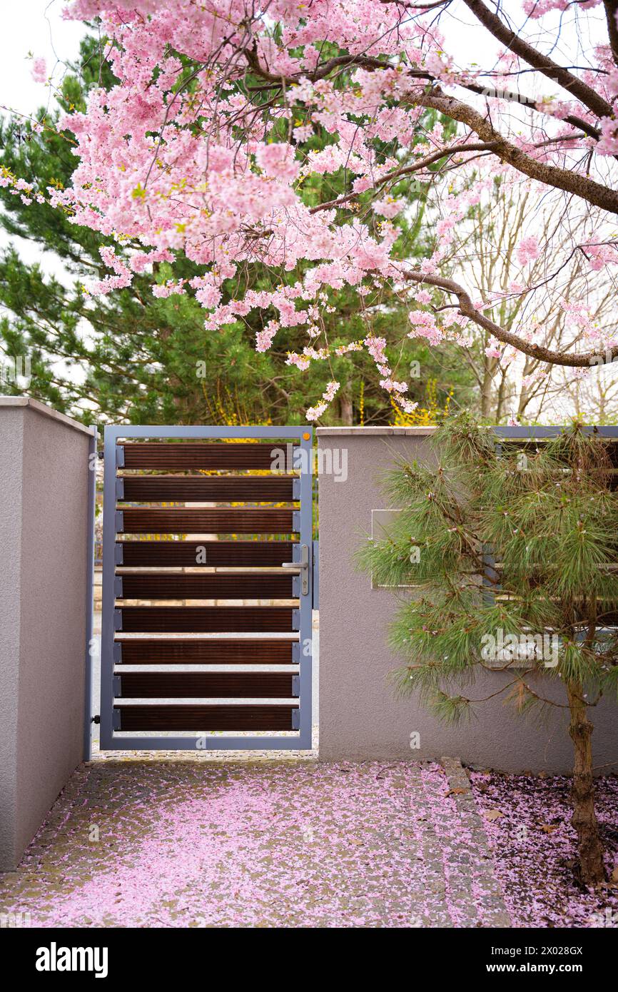 La porte est située à côté du sakura. Pétales de sakura tombés. Banque D'Images