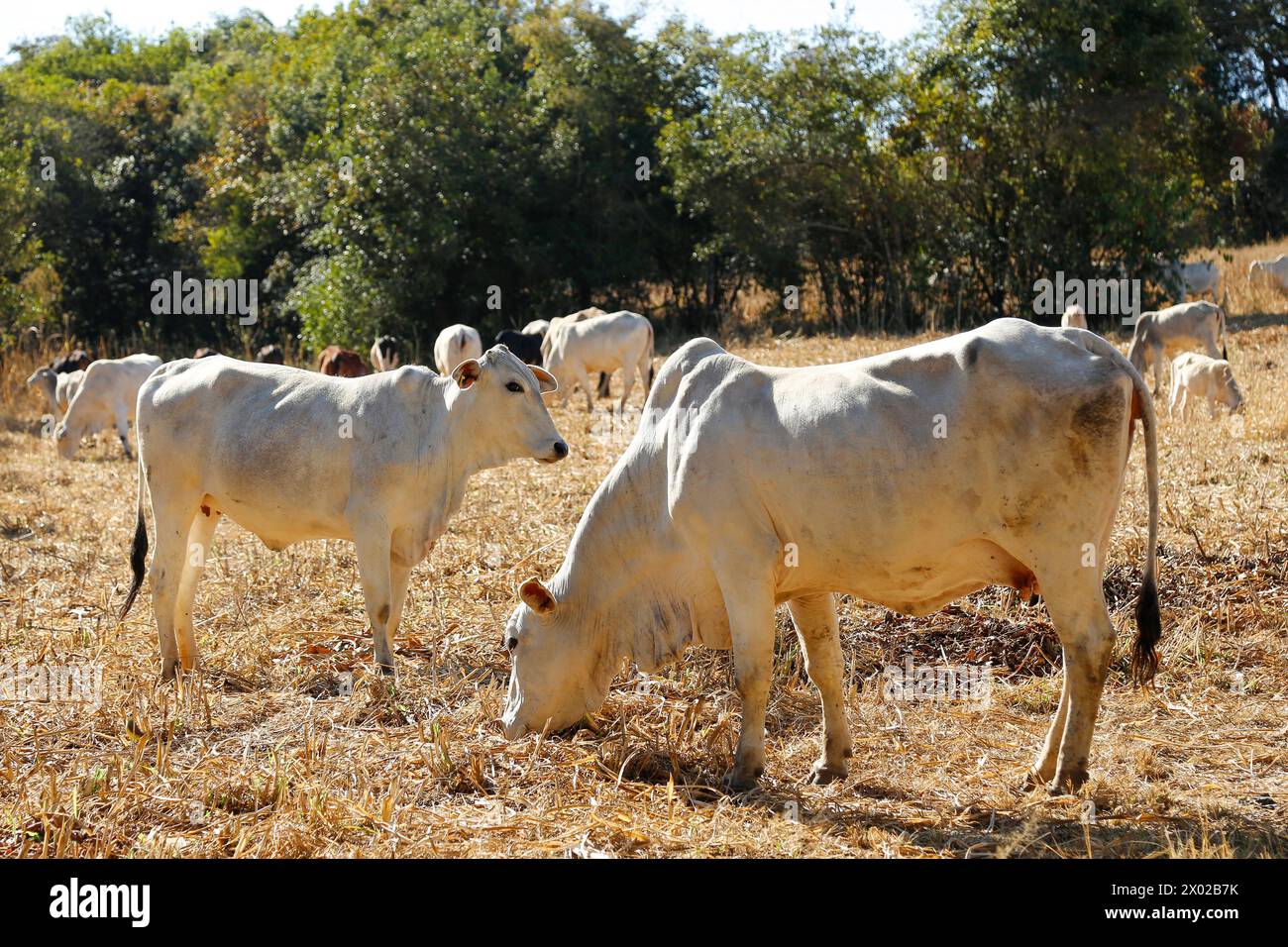 vaches et taureaux dans le troupeau sur le champ d'herbe sèche. la vache regarde hors du tableau. troupeau de bovins Banque D'Images