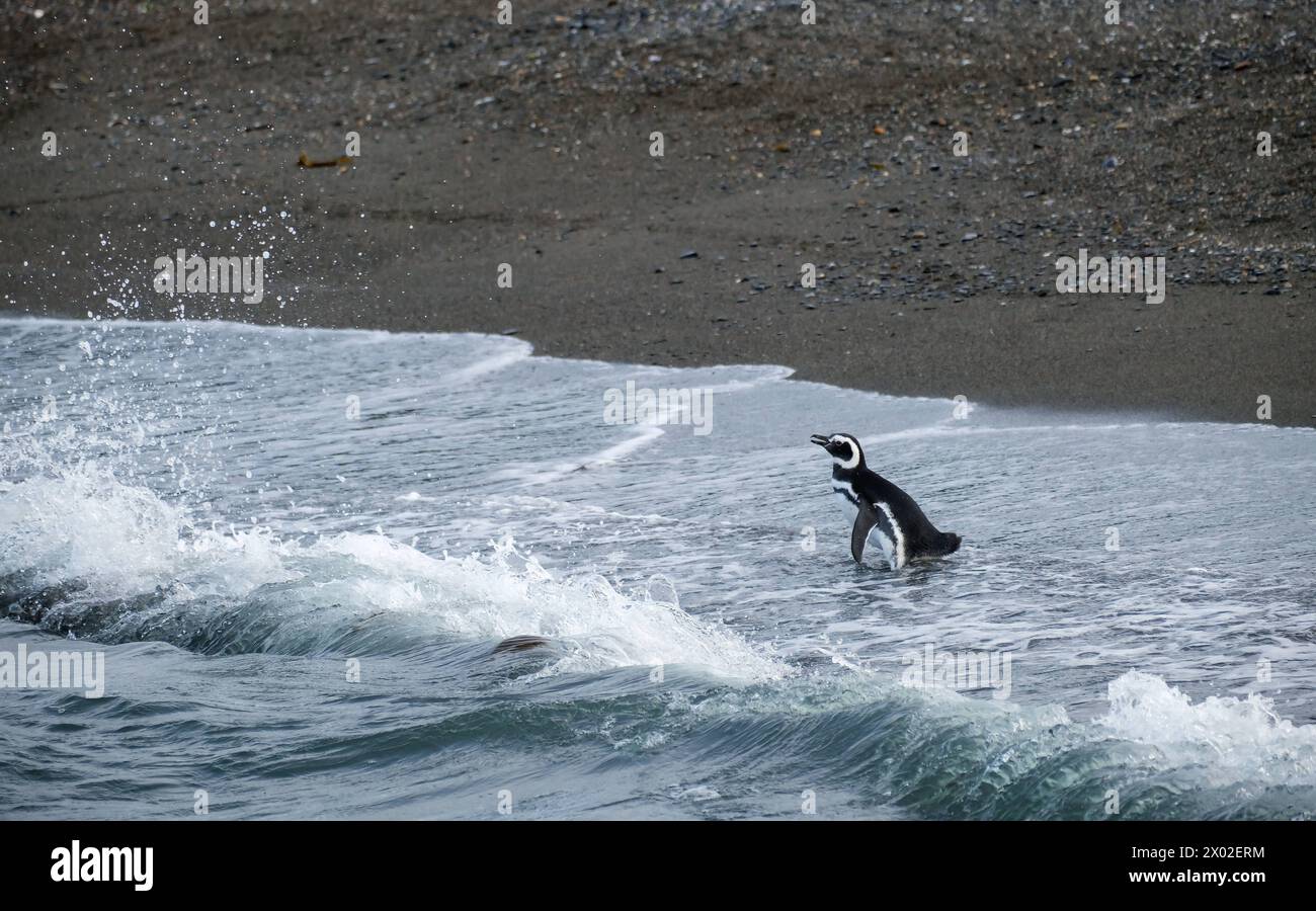 Ushuaia, Feuerland, Argentinien - Magellan-Pinguine auf der Isla Martillo im Beagle-Kanal, der Beagle-Kanal ist eine natürliche Wasserstrasse an der Suedspitze Suedamerikas, die den Atlantik mit dem Pazifik verbindet. Ushuaia ist die suedlichste Stadt der Welt, das Ende der Welt. Ushuaia Feuerland Argentinien *** Ushuaia, Terre de feu, Argentine Manchots Magellan sur l'Isla Martillo dans le canal Beagle, le canal Beagle est une voie navigable naturelle à la pointe sud de l'Amérique du Sud qui relie l'océan Atlantique à l'océan Pacifique Ushuaia est la ville la plus méridionale du monde, le e Banque D'Images