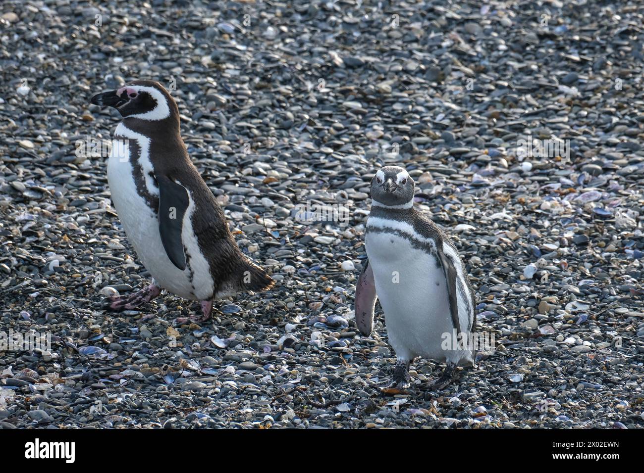 Ushuaia, Feuerland, Argentinien - Magellan-Pinguine auf der Isla Martillo im Beagle-Kanal, der Beagle-Kanal ist eine natürliche Wasserstrasse an der Suedspitze Suedamerikas, die den Atlantik mit dem Pazifik verbindet. Ushuaia ist die suedlichste Stadt der Welt, das Ende der Welt. Ushuaia Feuerland Argentinien *** Ushuaia, Terre de feu, Argentine Manchots Magellan sur l'Isla Martillo dans le canal Beagle, le canal Beagle est une voie navigable naturelle à la pointe sud de l'Amérique du Sud qui relie l'océan Atlantique à l'océan Pacifique Ushuaia est la ville la plus méridionale du monde, le e Banque D'Images