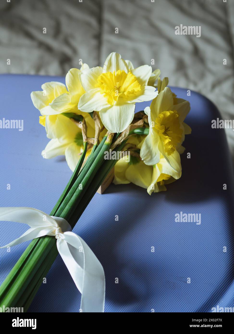 Verticale droite d'en haut vue rapprochée d'un bouquet de jonquilles sur une surface violette d'une valise sur un lit. Voyage romantique Banque D'Images