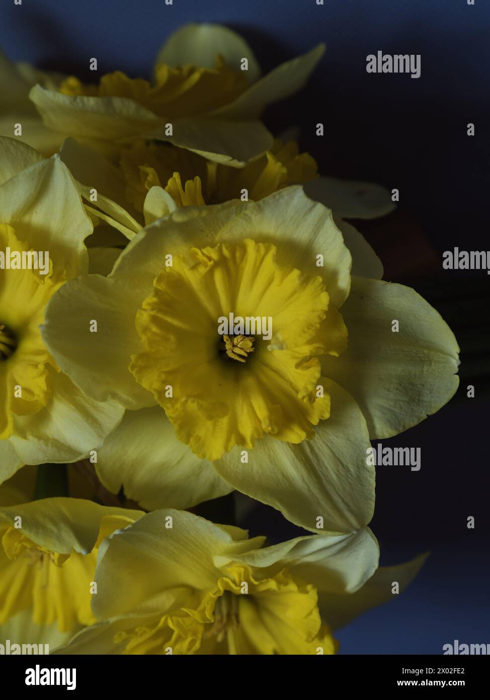 Vue rapprochée verticale d'un bouquet de jonquilles sur fond sombre. Banque D'Images