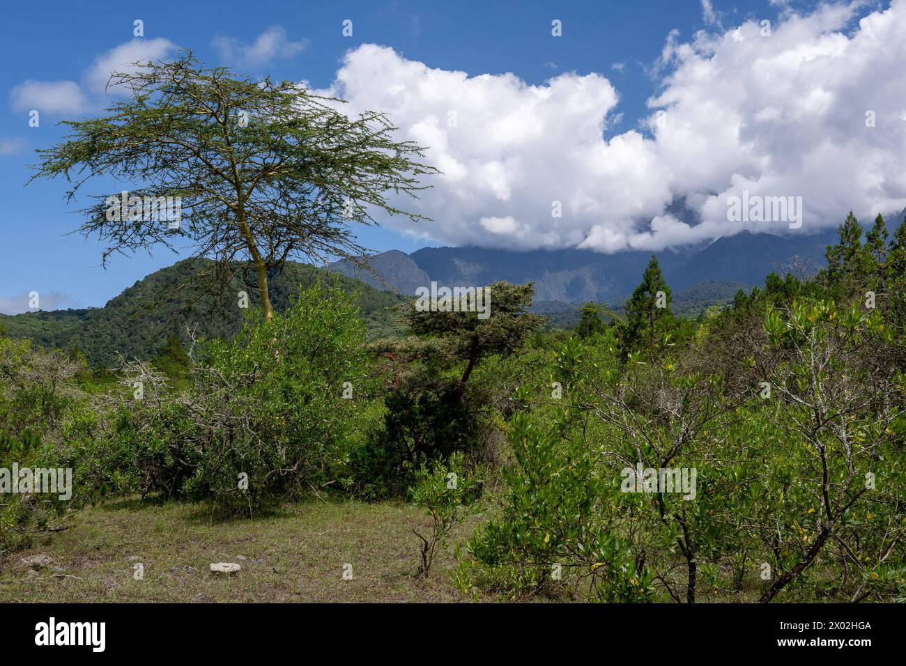 Safari Safari anläßlich einer Pressereise im Arusha Nationalpark en Tansania. Meru Arusha Tansania *** Safari Safari à l'occasion d'un voyage de presse au Parc national d'Arusha en Tanzanie Meru Arusha Tanzanie Copyright : argumx/xThomasxEinberger Banque D'Images