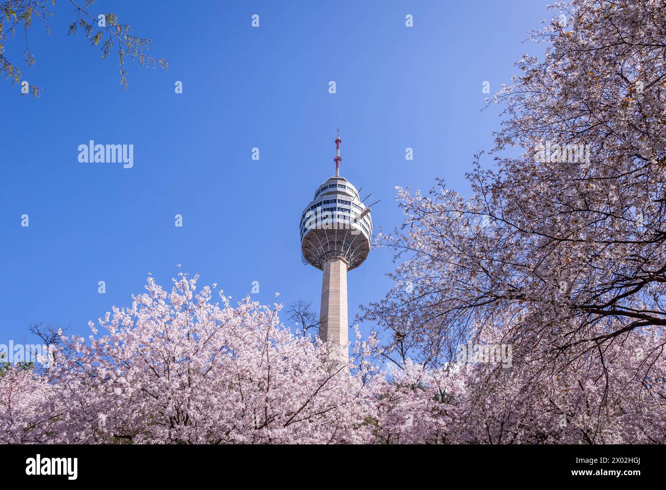 Les cerisiers fleurissent au printemps à E-World 83 Tower, une destination touristique populaire. À Daegu, Corée du Sud. Banque D'Images