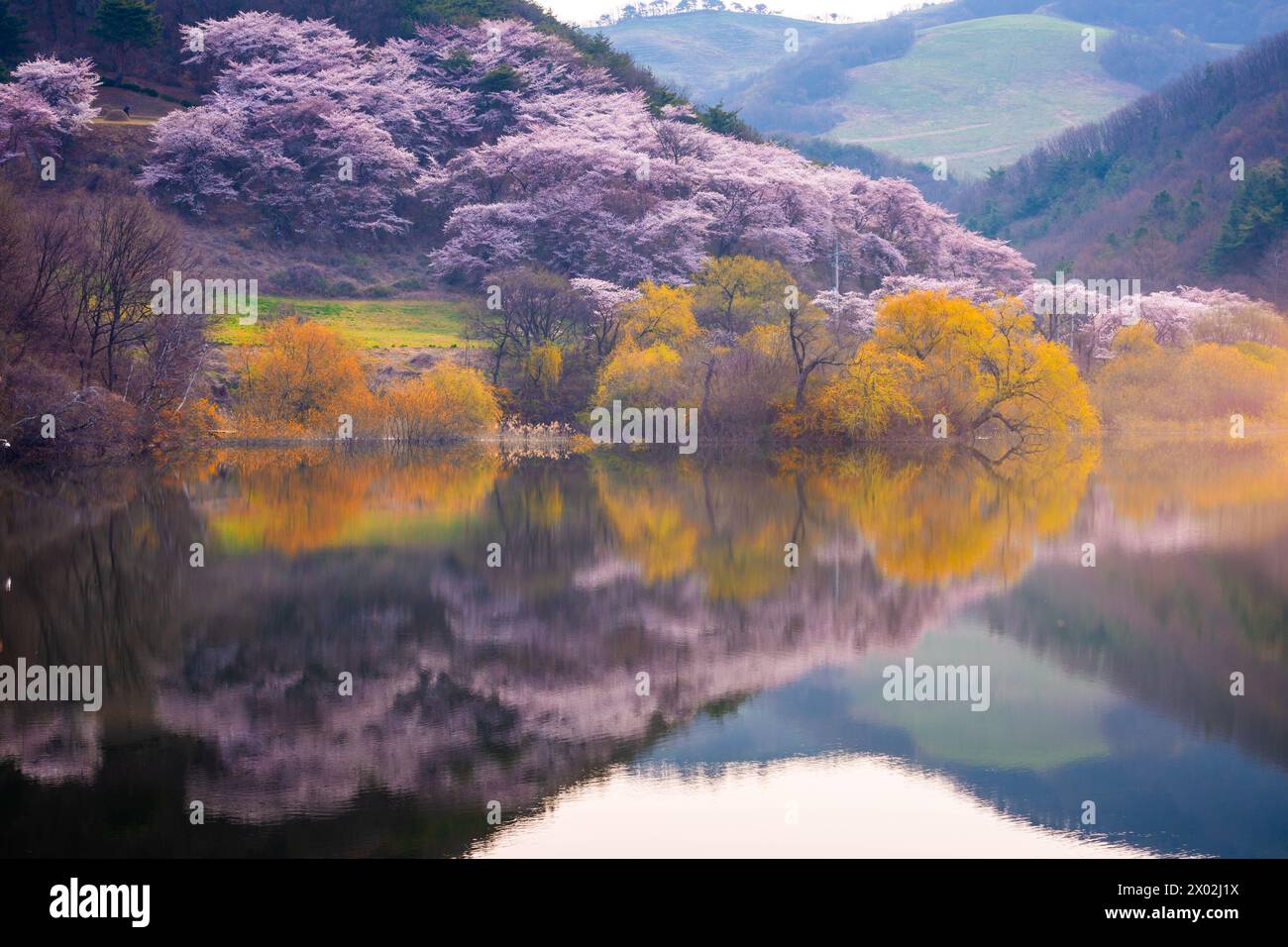 Corée au printemps et cerisiers en fleurs autour du lac Yongbi à Seosan, en Corée du Sud. Banque D'Images