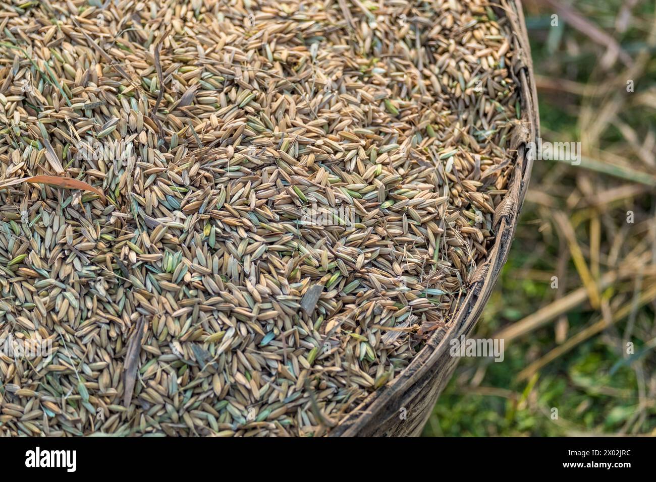 Gros plan des enveloppes de grains de riz récoltées dans un panier. Banque D'Images