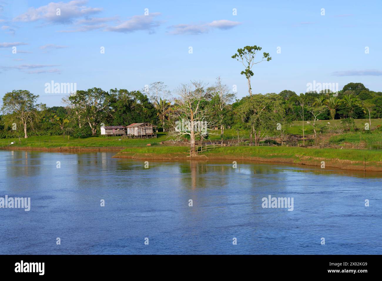 Maisons en bois sur pilotis dans la forêt inondée le long de la rivière Madère, état d'Amazonas, Brésil, Amérique du Sud Banque D'Images