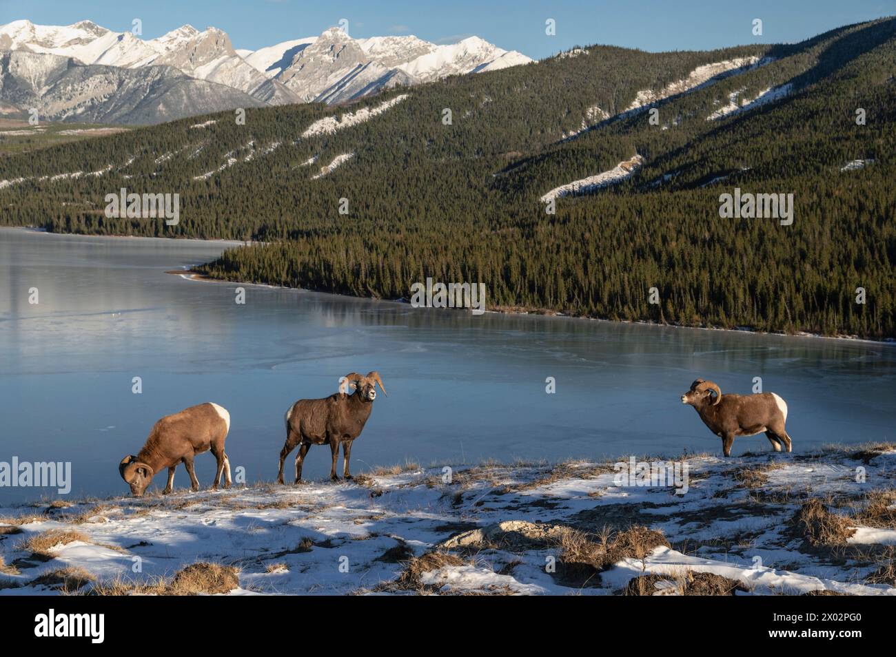 Béliers rocheux (ovis canadensis) pendant la saison des ornières, parc national Jasper, site du patrimoine mondial de l'UNESCO, Alberta Banque D'Images