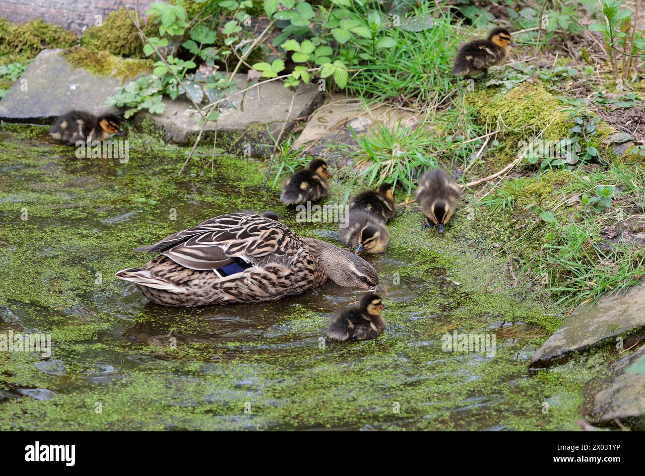 Femelle colvert avec des poussins, anus platyrhynchos, sur un petit étang canetons gris foncé et jaune pâle plumage noir ligne par oeil printemps saison UK Banque D'Images