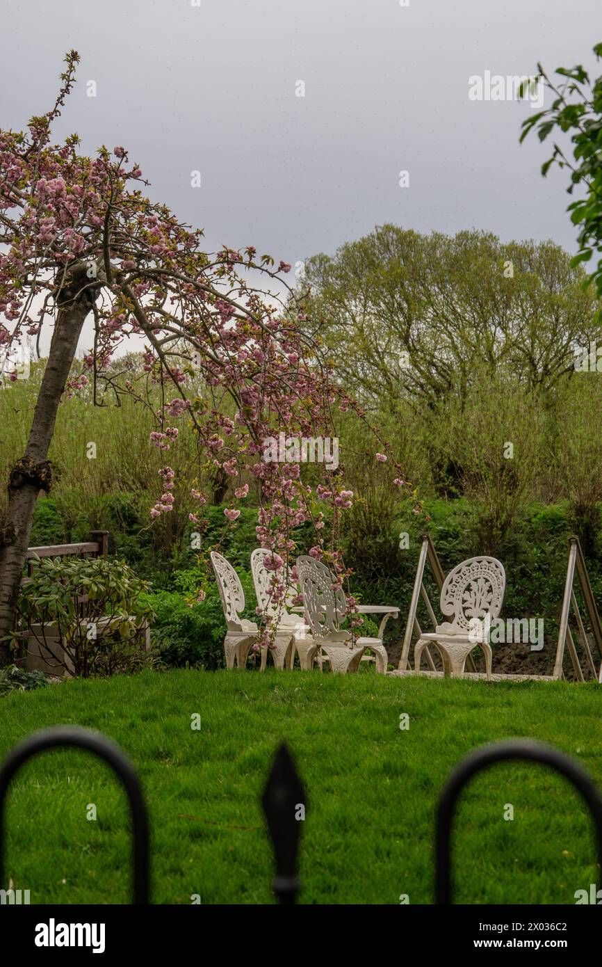 Vue sur un jardin privé le long de la Tamise, avec des chaises et des tables blanches et un cerisier rose en fleurs, ciel nuageux, à Chiswick, West London Banque D'Images