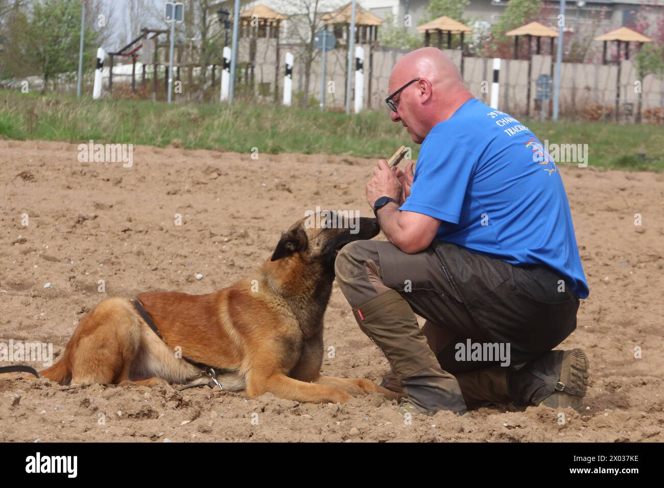 Torsten Wenzel 57 Mitglied im Hundesportverein Güstrow e.V. trainiert am Dienstag 09.04.2024 in Linstow Landkreis Rostock mit seinem Belgischen Schäferhund Bam Bam von null auf Hundert 4 die Fährtenarbeit. IM dem Ort beginnt am Nachmittag die Weltmeisterschaft der Fährtenhunde. An der Veranstaltung, die bis zum Sonntag 14.04.2024 dauert, beteiligen sich 48 Hunde aus 22 Nationen. SIE haben BEI dieser die Aufgabe, eine von einem sogenannten Fährtenleger erzeugte Spur genau nachschnüffeln und verfolgen. Dabei dürfen sie sich auch von nichts ablenken lassen wenn sie die Meisterschaft gewinnen woll Banque D'Images